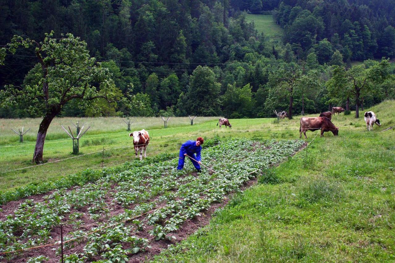 Farm Stay Bukovje Ljubno Extérieur photo